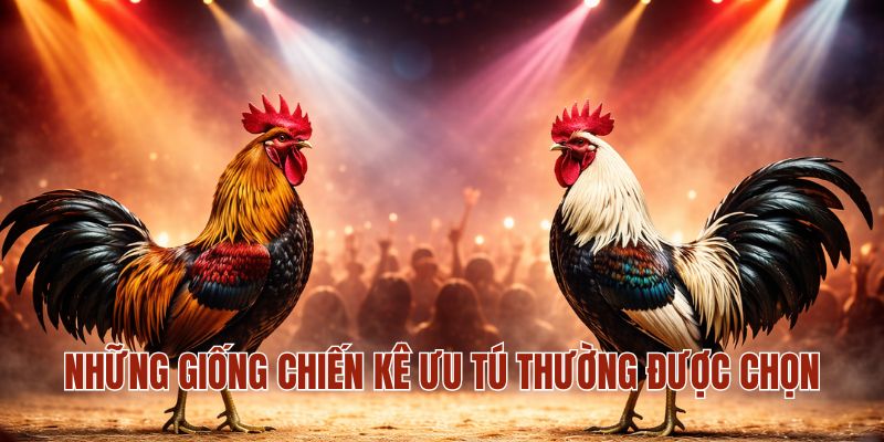 Những giống chiến kê ưu tú thường được chọn