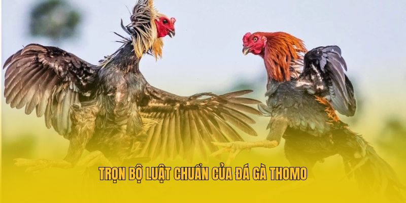 Trọn bộ luật chuẩn của đá gà thomo